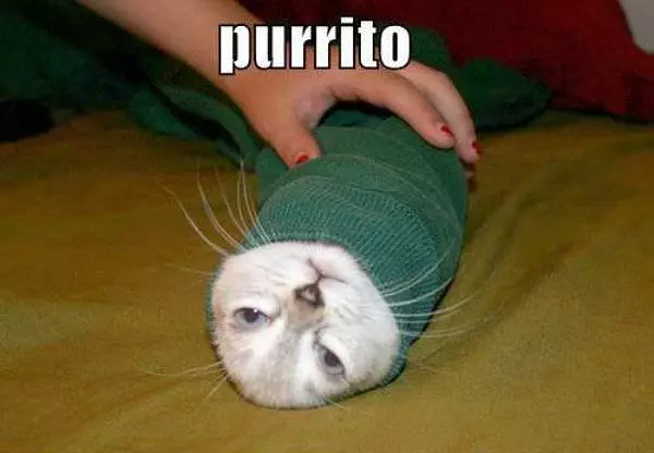 Purrito