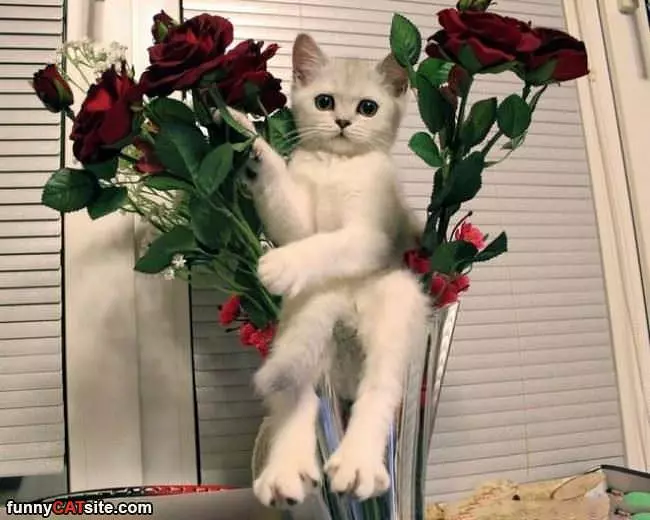 Be My Valentine