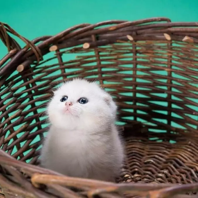 I Am Tiny Fluff
