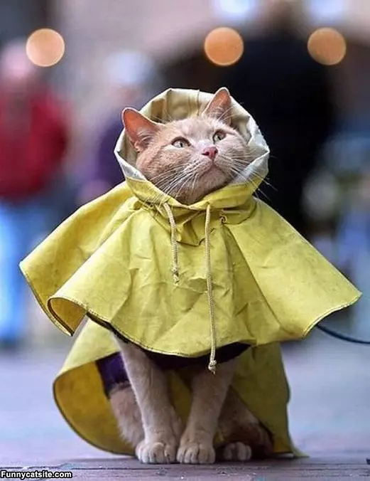 Ready For Rain