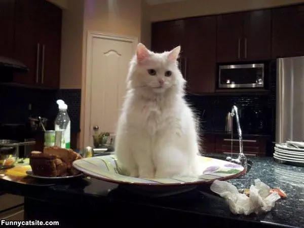 One Dish Of Cat