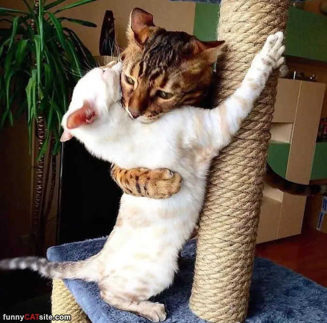 These Cats Love Hugs
