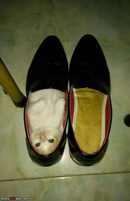 This Shoe Is Perfect