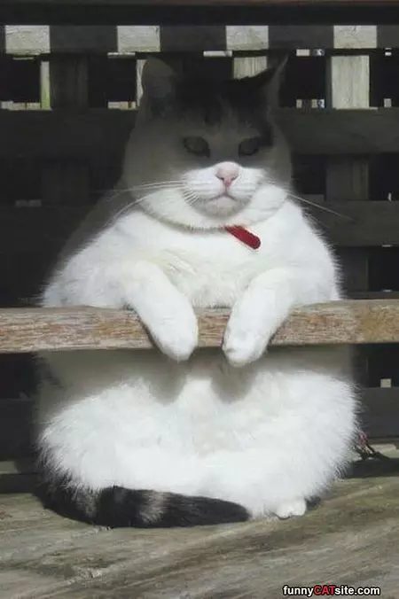One Big Cat
