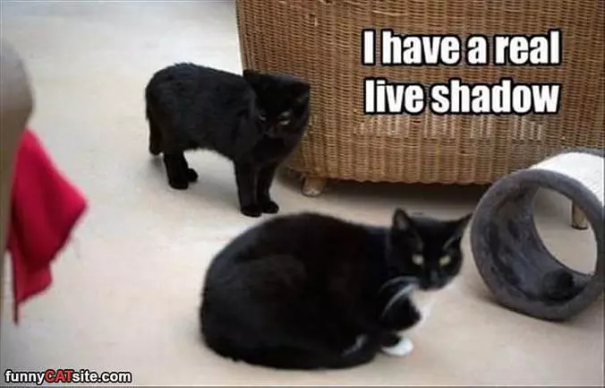 A Real Life Shadow