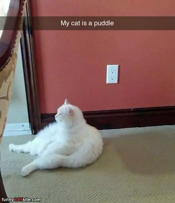Puddle Of Cat