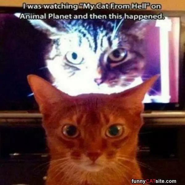 Cat From Hell