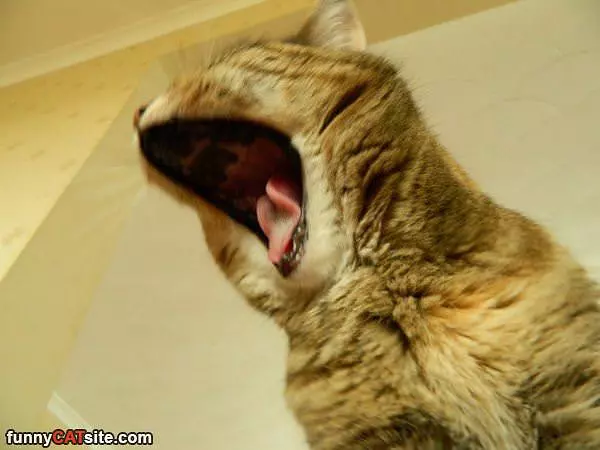 Meooowwwwww