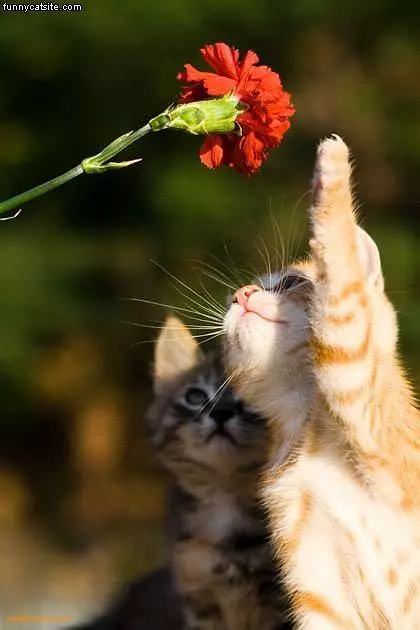 Flowers Are Fun
