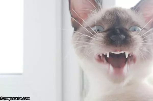 Super Closeup