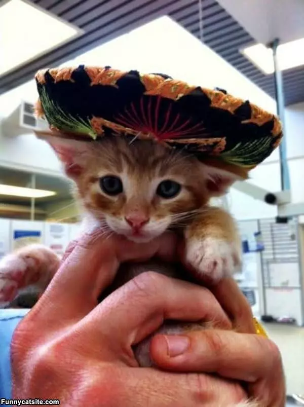 Little Mexican Cat