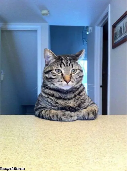 Let Me Relax Here Cat