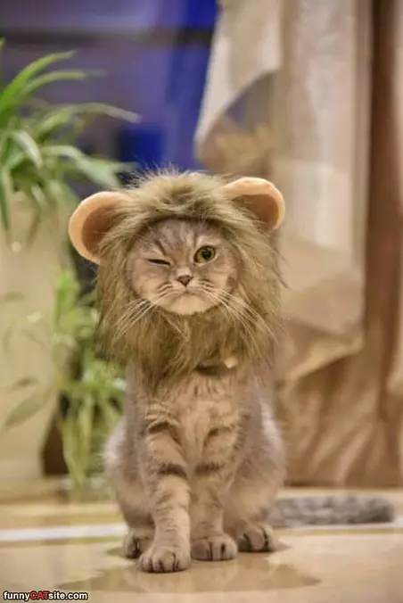 I Am A Lion