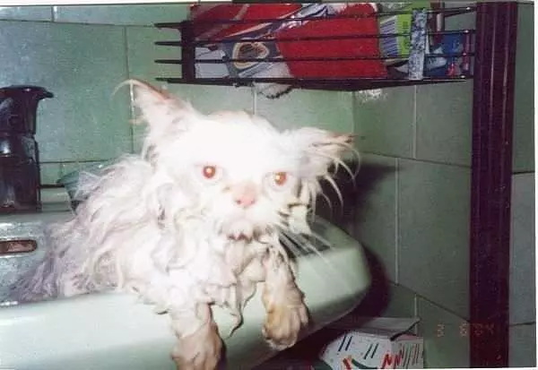 Bath Sink