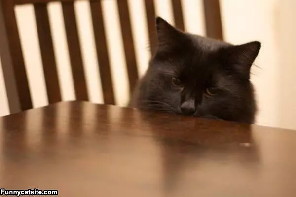 Sad Cat Is Sad