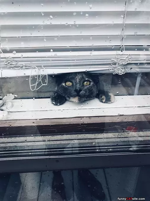 Hey There Buddies