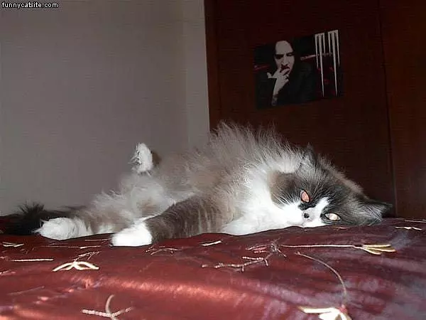 Fluff Ball