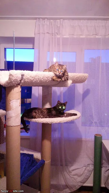 We Have An Awesome House