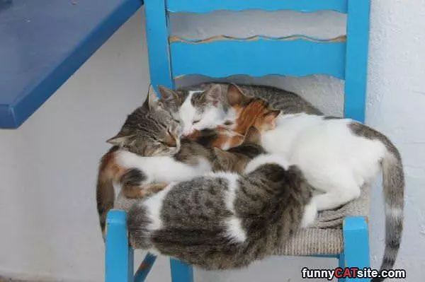 The Cat Circle