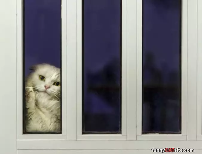 Hey Can You Let Me In