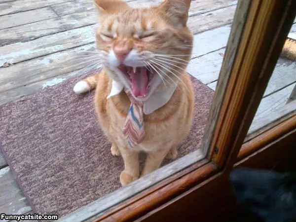 Let Me In Right Now
