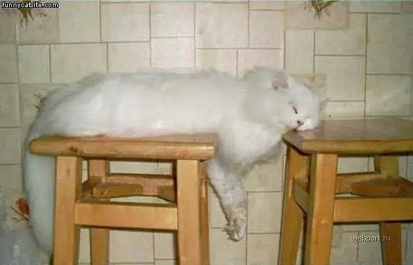 Perfect Napping Spot