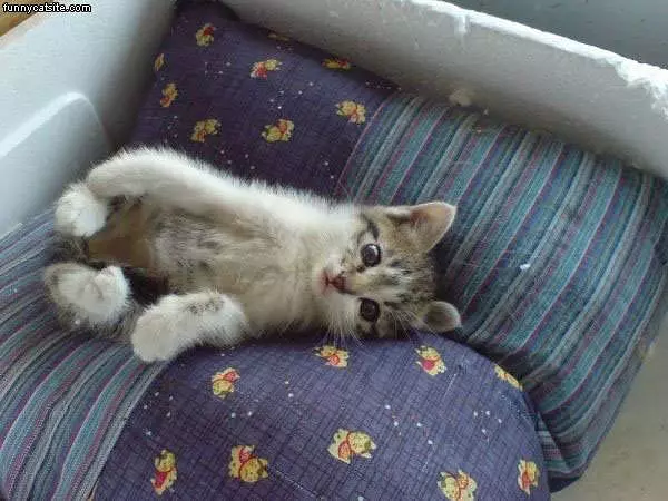 Funny Cat Face