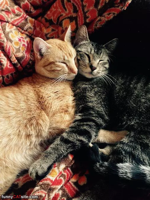 Being Cats Together