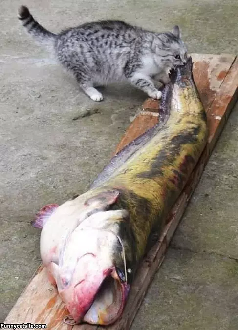 Delicious Cat Food