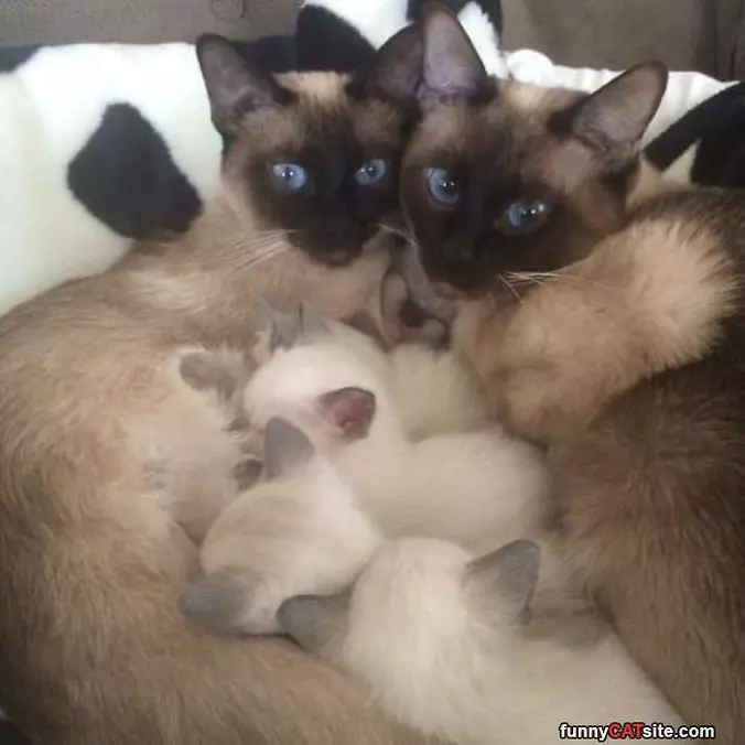 Keeping The Family Warm