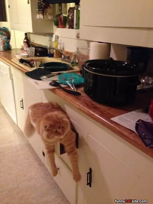 The Shelf Cat