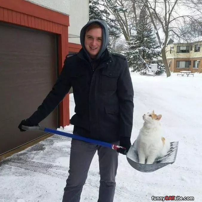 Shoveling Cats