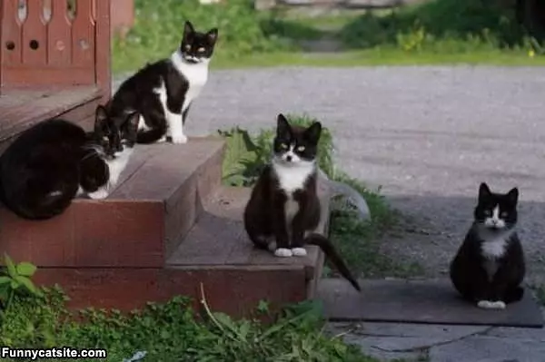 Nice Mustaches