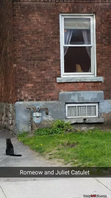 Romeo And Juliet Cat