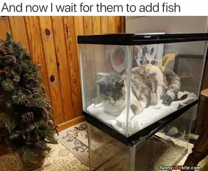 And Now I Wait
