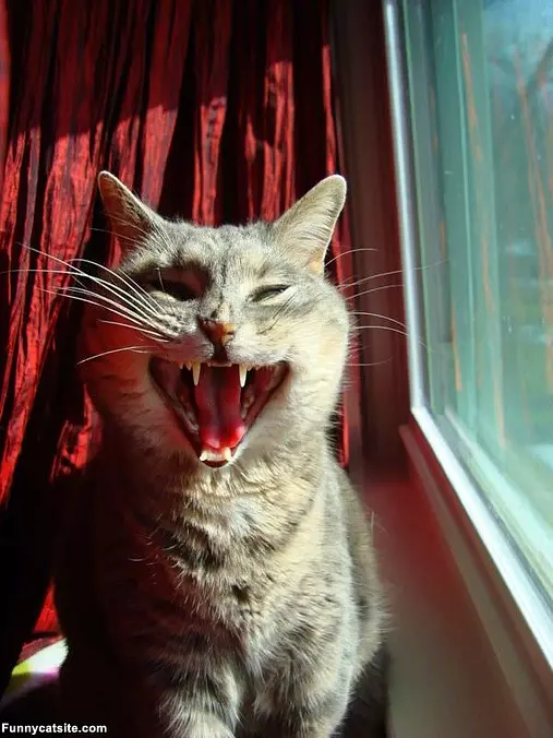 Holly The Laughing Cat