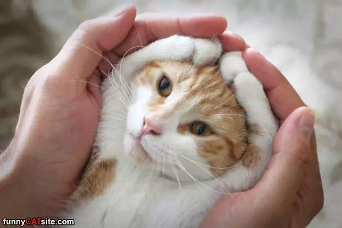 Cover My Ears