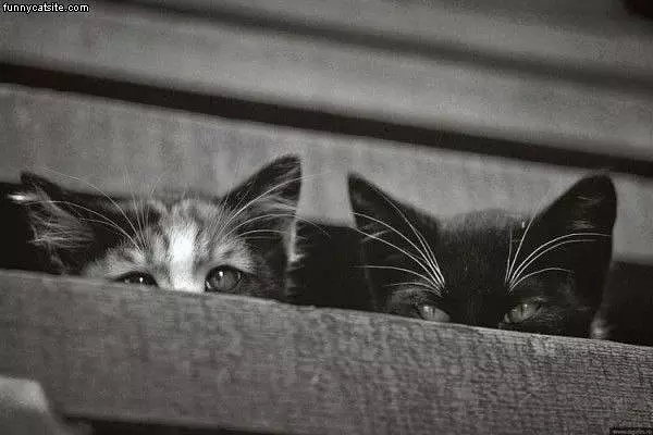 We See You