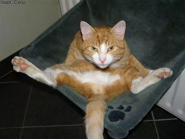 Tommy The Cat