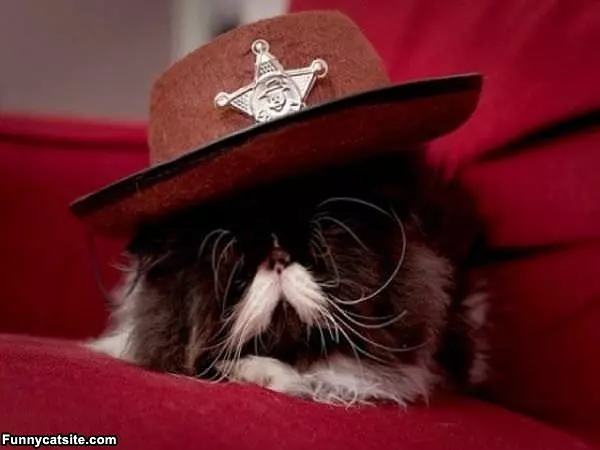Officer Meow
