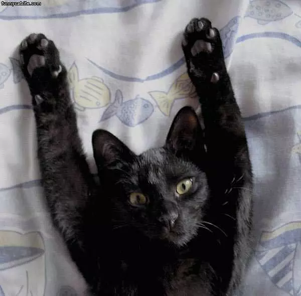 I Surrender