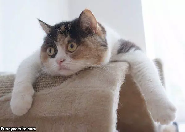 So Pooped Today