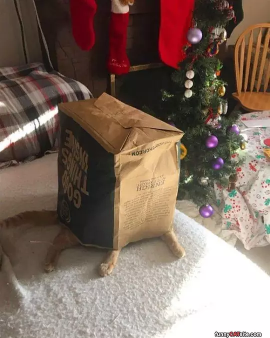 Cat Under The Bag