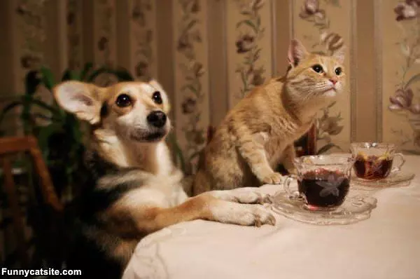 Is Dinner Ready Yet