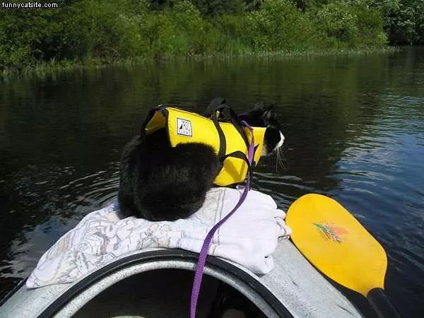 Life jacket