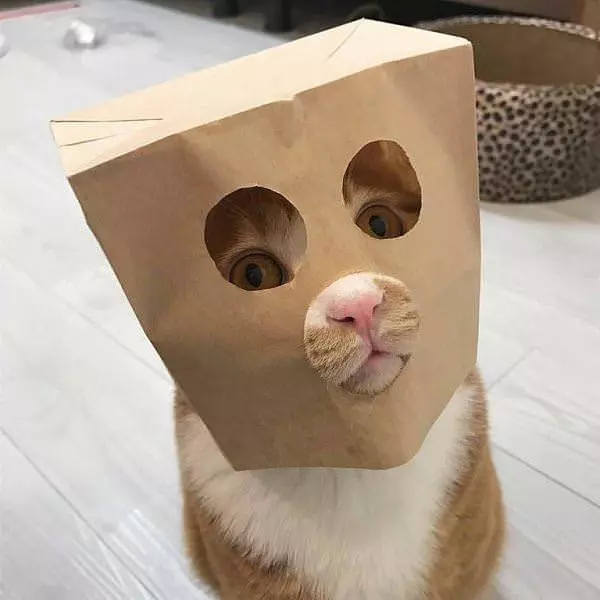 I Have My Paper Bag