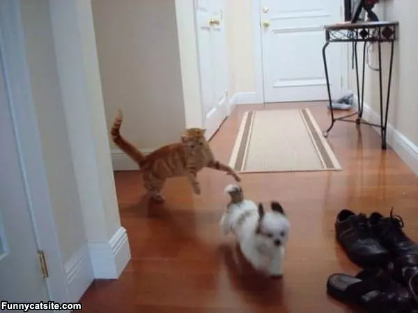 Run Dog Run