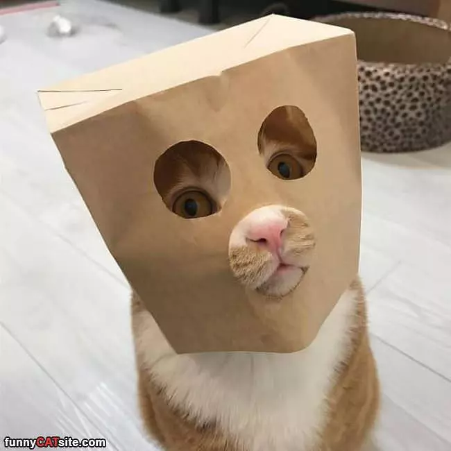 Scaredy Kitty