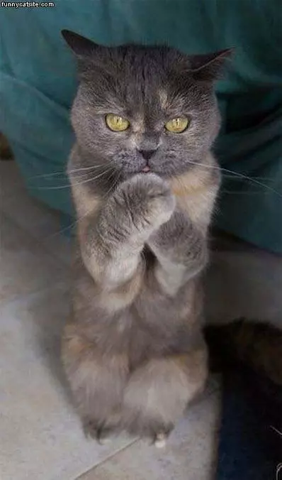 Hi