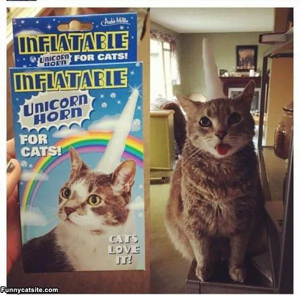 Cats Love It